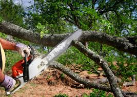 Best Emergency Tree Removal  in Gallipolis, OH